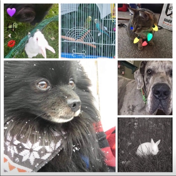 Poshmark Ambassador II | Heart & Hustle Winner | Top-Rated Seller | Fast Shipper - Picture 15 of 17